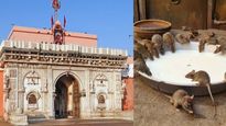  Karni Mata Temple: बीकानेर के ‘चूहों वाले मंदिर’ में पीएम मोदी ने टेका माथा, यहां सफेद चूहा दिखना होता है शुभ