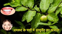 Benefits of Guava Leaves: अमरूद के पत्ते खाने के 7 चमत्कारी फायदे, हर मर्ज का है रामबाण इलाज