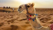 Camel Urine : कैंसर की दवा के नाम पर मुस्लिम देशों में पी रहे लोग ऊंट का पेशाब, WHO ने दी सख्त चेतावनी