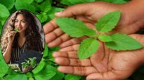 How To Eat Tulsi Leaves: तुलसी के पत्तों को चबाना सही है या गलत? जानिए सही तरीका और कारण