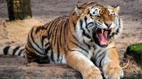 International Tiger Day 2025: भारत की 5 जगहें टाइगर लवर्स के लिए परफेक्ट, जहां मिलती है जंगल के राजा की झलक
