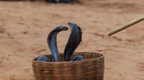 Snake Mela:  नागपंचमी पर यहां लगता है अनोखा मेला, निकलती है जिंदा सांपों की परेड