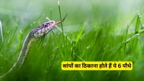 World Snake Day 2025 : बारिश में सांपों के छिपने का अड्डा बन सकते हैं ये 6 पौधे, घर के पास हों तो तुरंत हटाएं
