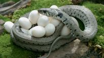  How to Identify Snake Eggs: कहीं आपके बगीचे में सांप ने तो नहीं दे द‍िए अंडे, फूटने से पहले जल्‍द करें ये काम