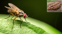  सालों पहले फैली थी ‘मांस खाने वाली मक्खी’ की ये बीमारी, अब अमेरिका में मामला म‍िलने से मचा कोहरम 
