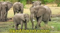 World Elephant Day 2025: क्यों मनाया जाता है विश्व हाथी दिवस? जानें भारत में क्या है हाथियों के हालात