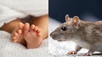 इंदौर अस्पताल में चूहों का आतंक: 2 नवजातों की मौत,  Rat Bite से होने वाले इन 5 घातक संक्रमण से बचें