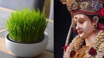 Shardiya Navratri 2025 : नवरात्रि में क्यों बोए जाते हैं जौ?  रंग और आकार से कैसे म‍िलते हैं शुभ-अशुभ संकेत 