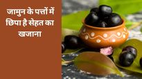 क्या आप जानते हैं जामुन के पत्ते 5 बड़ी बीमारियों का हैं रामबाण इलाज? जानें गुण और खाने का सही तरीका