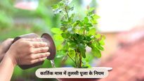 तुलसी पूजा से जुड़ी 4 बातें जो हर भक्त को पता होनी चाहिए, एक गलती बन सकती है दुर्भाग्य का कारण
