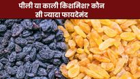 पीली किशमिश Vs काली किशमिश, कौन सी है ज्यादा फायदेमंद? जानिए एक्सपर्ट से
