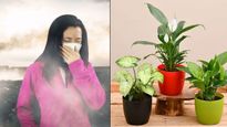 Air Purifying Plants: वायु प्रदूषण से बचाव के लिए घर में लगाएं ये 5 इंडोर प्लांट्स, मिलेगी शुद्ध और ताजी हवा
