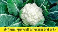 कीड़े वाली फूलगोभी की पहचान कैसे करें? इन आसान टिप्स से मिनटों में लग जाएगा पता