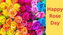 Rose Day 2026: हर गुलाब कहता है कुछ अलग कहानी, पार्टनर को फूल देने से पहले जान लें किस रंग का क्या है मतलब?