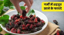 गर्मियों में सेहत के लिए रामबाण है शहतूत, कब्ज से लेकर एनीमिया तक दिलाए राहत