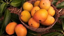 National Mango Day 2026: क्यों है आम फलों का राजा? जानें इसके खाने के 6 जबरदस्त फायदे