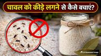 बरसात में चावल में बार-बार लग जाते हैं कीड़े? इन 5 घरेलू उपायों से मिलेगा छुटकारा