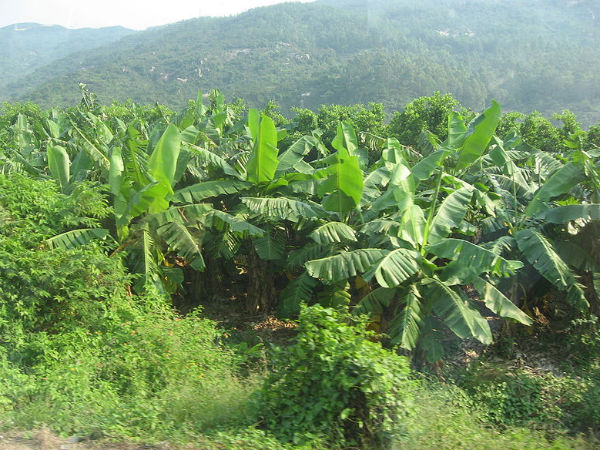  Banana Trees