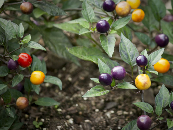 Summer Vegetable Garden 