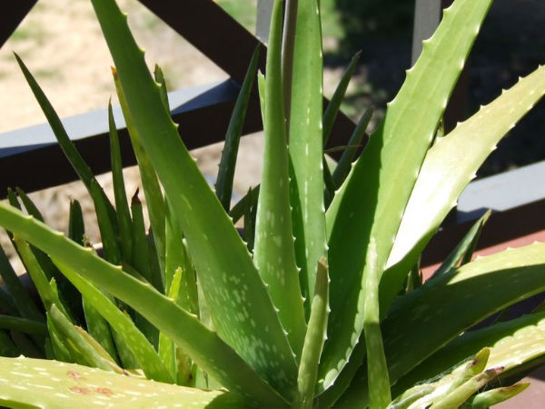 Aloe Vera 