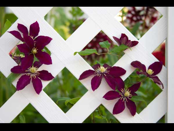 क्‍लीमेंटिस