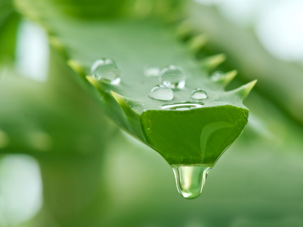 ऐलोवेरा जेल ऐलोवेरा जेल