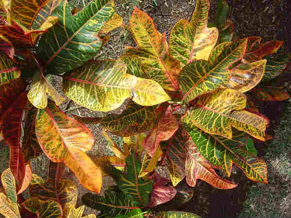 क्रोटॉन