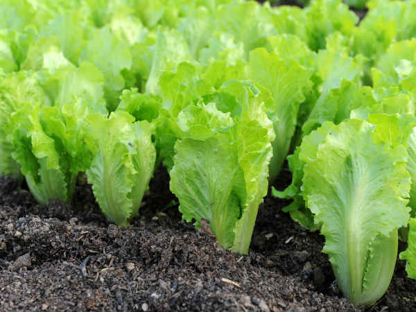 How to Make Rich Soil 