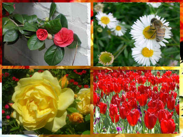 List of Common Flowers For Your Garden