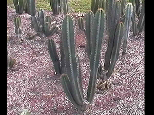 सीरियस पेरूविआनस 