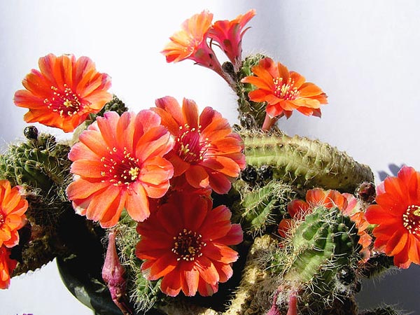 इचनोफेसिस