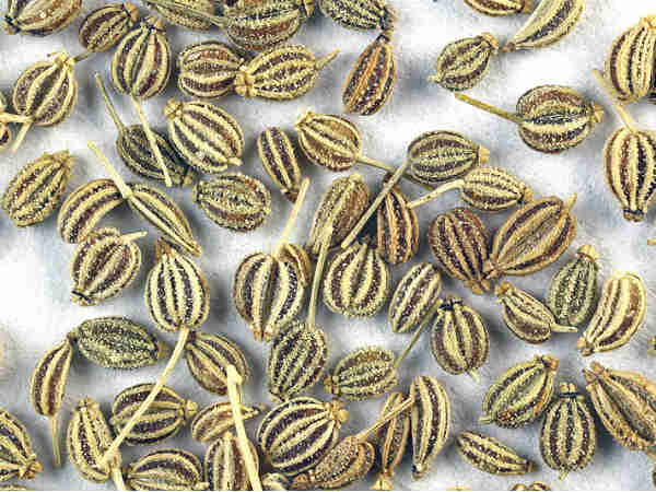 आजवाइन से बना भोजन 