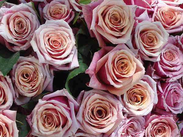 गुलाब गुलाब