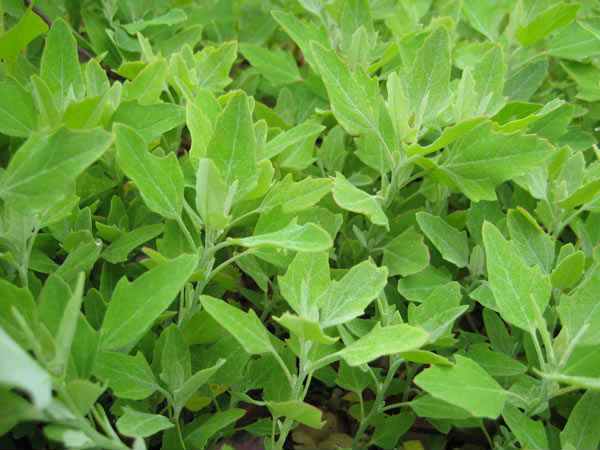 बथुआ के ताजा पत्‍तों का रस