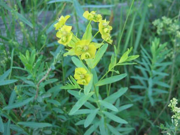  अरंडी के तेल की मालिश