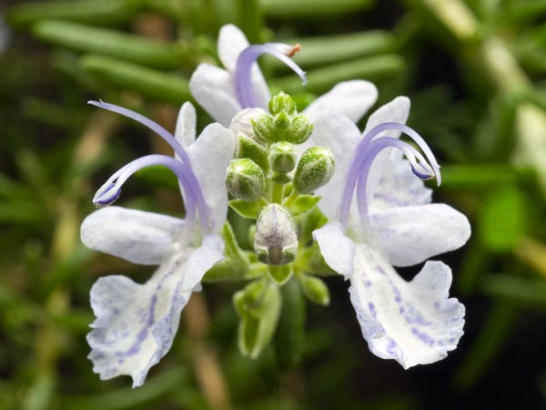 रोजमेरी 