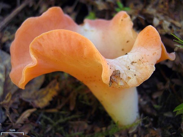 पोलोजियोटिस 