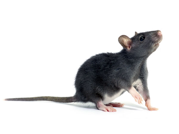 Tips To Get Rid Of Rats From Your Garden 