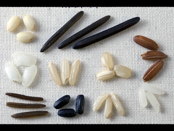 7. चावल 7. चावल