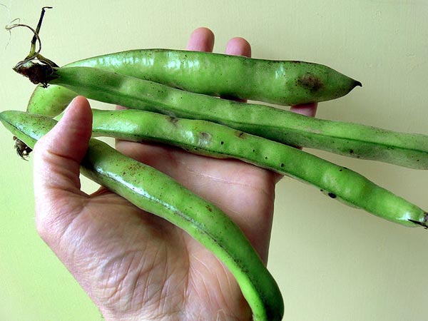 वसंत ऋतु में कभी भूल कर भी न छोड़े ये आहार 