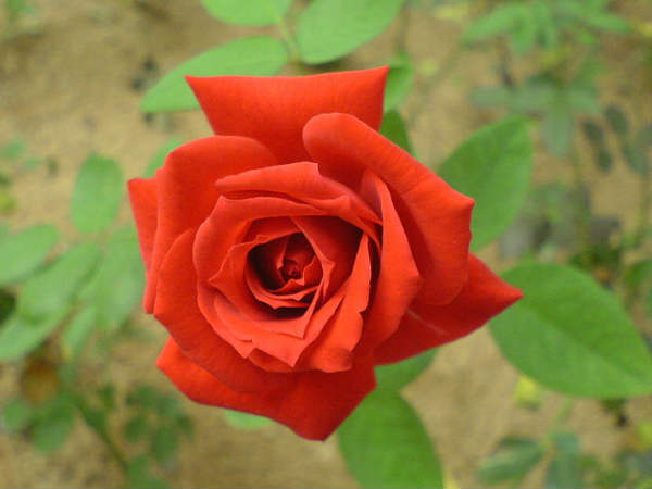 The Health Benefits of Roses