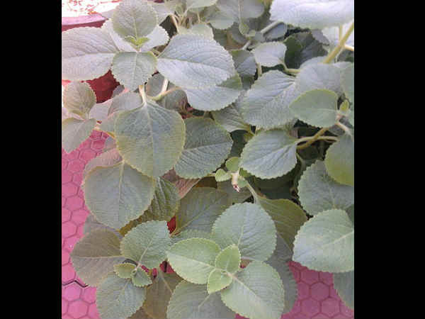 2) कारपुरावल्‍ली - 