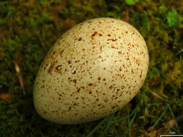 टर्की के अंडे 