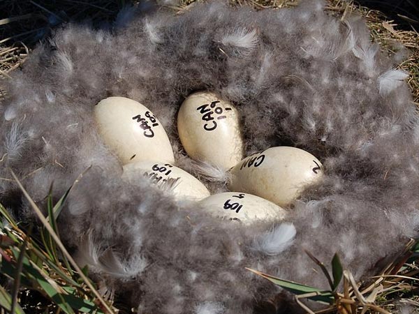 हंस के अंडे