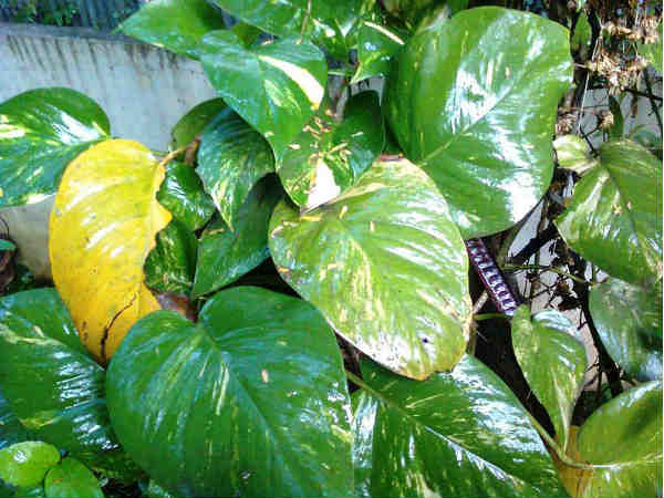 Tips To Grow Money Plant Faster 