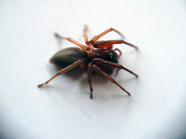 कीटों के डंक 