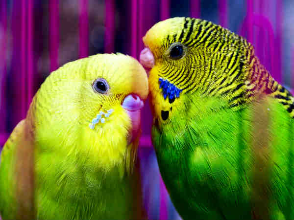 Top 6 Reasons to get a pet bird 