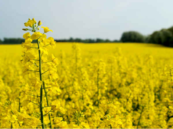 कैनोला ऑयल/सफेद सरसों का तेल