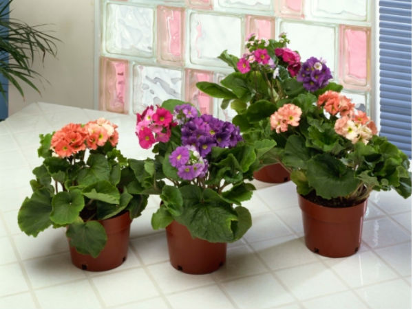 टूटे फूटे गमलों को बदलें