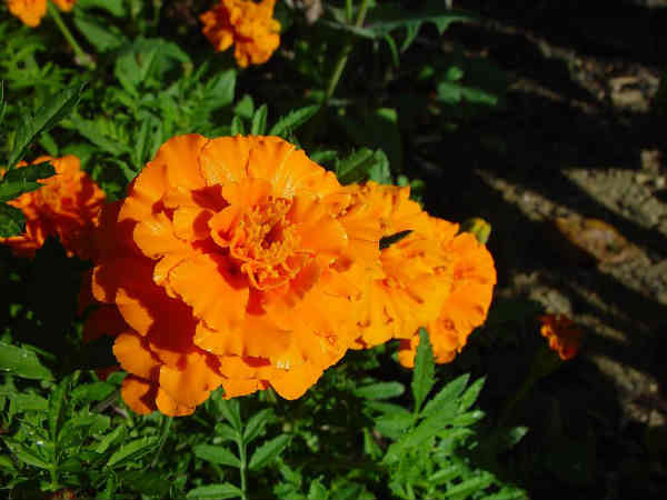 गेंदा फूल